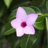 Cryptostegia grandiflora - Rubber Vine - Image 7