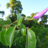 Cryptostegia grandiflora - Rubber Vine - Image 8