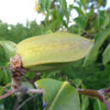 Cryptostegia grandiflora - Rubber Vine - Image 9