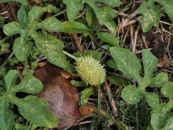 Cucumis anguria - Burr Cucumber, maroon cucumber - Image 2