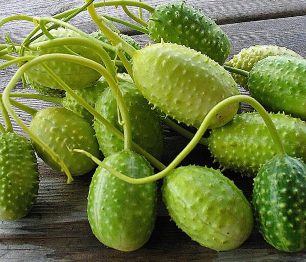 Cucumis anguria - Burr Cucumber, maroon cucumber - Image 3