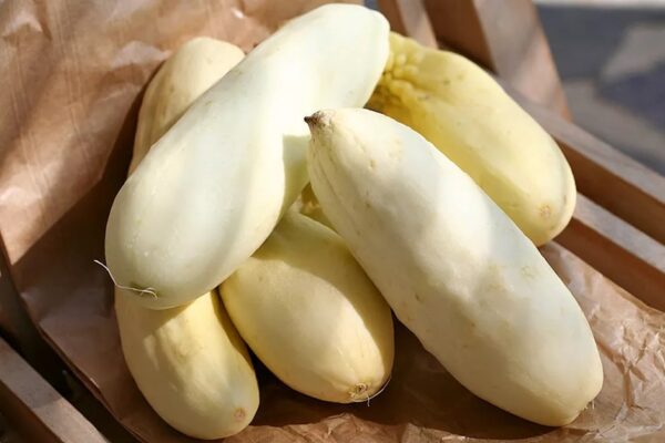 Cucumis sativus 'White Wonder' - Cucumber, Baby Persian, Snack Cucumber, Garden Cucumber, Gherkin