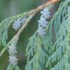Cupressus cashmeriana - Kashmir cypress, butan cypress, cupressus blue cascade - Image 2