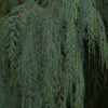 Cupressus cashmeriana - Kashmir cypress, butan cypress, cupressus blue cascade - Image 3