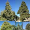 Cupressus cashmeriana - Kashmir cypress, butan cypress, cupressus blue cascade - Image 4