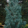 Cupressus cashmeriana - Kashmir cypress, butan cypress, cupressus blue cascade - Image 5