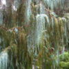 Cupressus cashmeriana - Kashmir cypress, butan cypress, cupressus blue cascade - Image 6