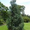 Cupressus cashmeriana - Kashmir cypress, butan cypress, cupressus blue cascade - Image 7
