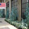 Cupressus cashmeriana - Kashmir cypress, butan cypress, cupressus blue cascade - Image 8