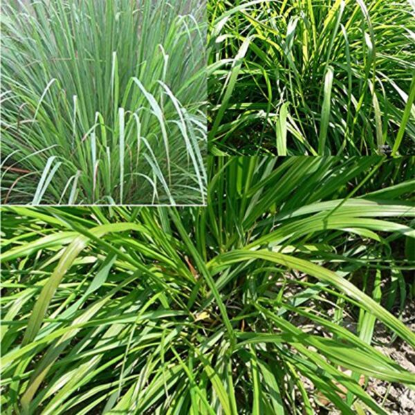 Cymbopogon flexuosus - Cochin grass, East-Indian Lemon Grass, Malabar grass - Image 2