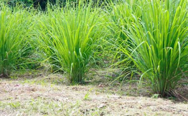 Cymbopogon flexuosus - Cochin grass, East-Indian Lemon Grass, Malabar grass - Image 3