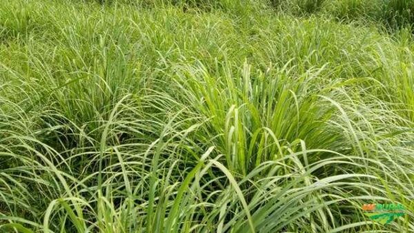 Cymbopogon flexuosus - Cochin grass, East-Indian Lemon Grass, Malabar grass - Image 4