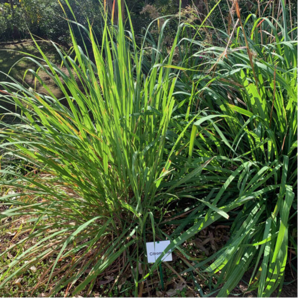 Cymbopogon flexuosus - Cochin grass, East-Indian Lemon Grass, Malabar grass - Image 5