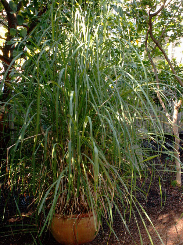 Cymbopogon flexuosus - Cochin grass, East-Indian Lemon Grass, Malabar grass - Image 6