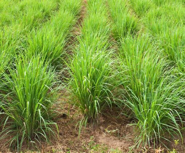 Cymbopogon flexuosus - Cochin grass, East-Indian Lemon Grass, Malabar grass - Image 7