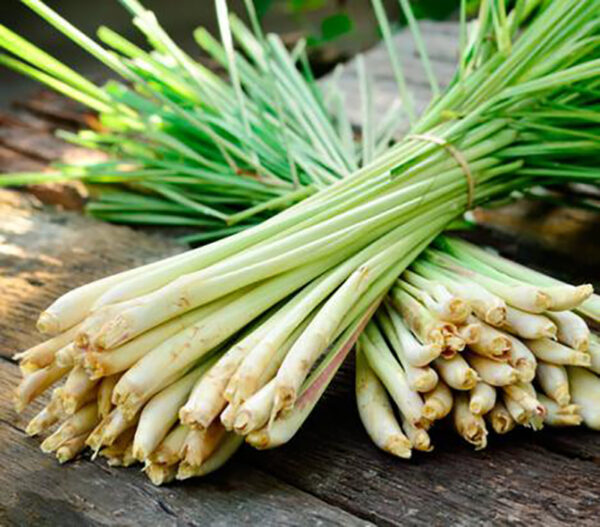 Cymbopogon flexuosus - Cochin grass, East-Indian Lemon Grass, Malabar grass