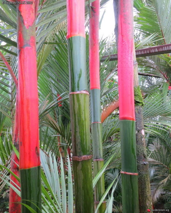Cyrtostachys renda / Cyrtostachys lakka - Lipstick Palm, Lakka Palm, Red Palm, Sealing Wax Palm - Image 4