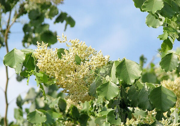 Dalbergia latifolia - Black rosewood , Blackwood, Bombay Black wood tree