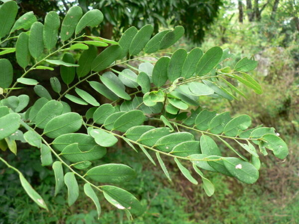Dalbergia latifolia - Black rosewood , Blackwood, Bombay Black wood tree - Image 2
