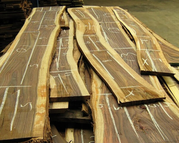 Dalbergia latifolia - Black rosewood , Blackwood, Bombay Black wood tree - Image 3