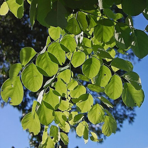 Dalbergia latifolia - Black rosewood , Blackwood, Bombay Black wood tree - Image 5