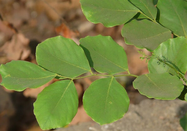 Dalbergia latifolia - Black rosewood , Blackwood, Bombay Black wood tree - Image 6
