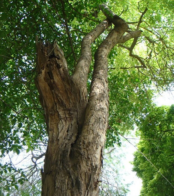 Dalbergia latifolia - Black rosewood , Blackwood, Bombay Black wood tree - Image 7