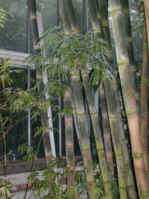 Dendrocalamus longispathus / Bambusa longispatha - Long-sheath Bamboo
