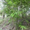 Dendrocalamus longispathus / Bambusa longispatha - Long-sheath Bamboo - Image 2