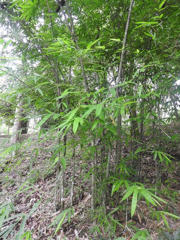 Dendrocalamus longispathus / Bambusa longispatha - Long-sheath Bamboo - Image 2