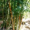 Dendrocalamus longispathus / Bambusa longispatha - Long-sheath Bamboo - Image 3