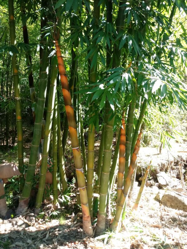 Dendrocalamus longispathus / Bambusa longispatha - Long-sheath Bamboo - Image 3