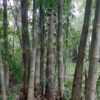 Dendrocalamus longispathus / Bambusa longispatha - Long-sheath Bamboo - Image 4
