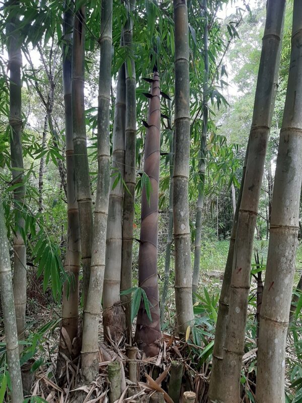 Dendrocalamus longispathus / Bambusa longispatha - Long-sheath Bamboo - Image 4