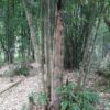 Dendrocalamus longispathus / Bambusa longispatha - Long-sheath Bamboo - Image 5