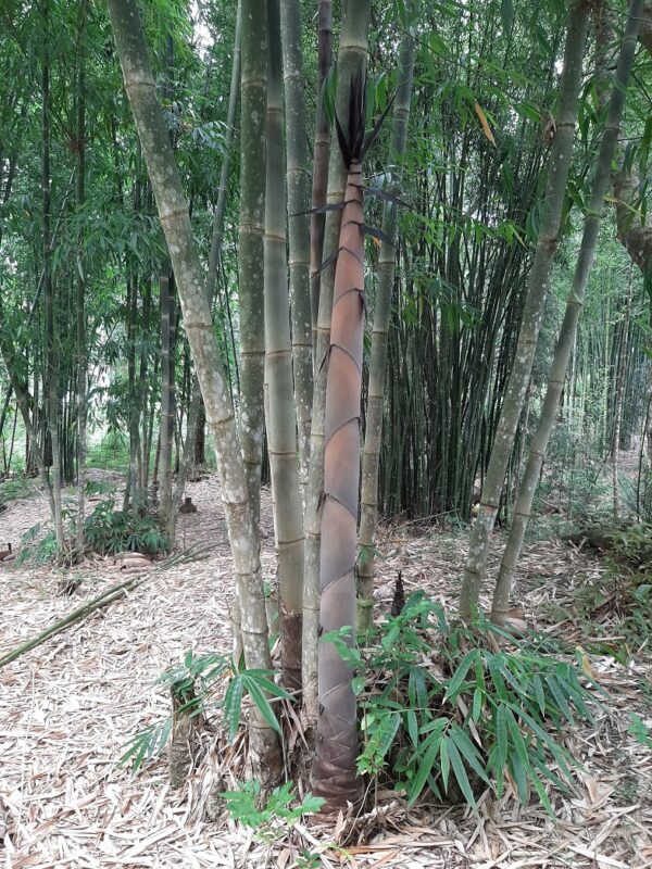Dendrocalamus longispathus / Bambusa longispatha - Long-sheath Bamboo - Image 5