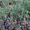 Dendrocalamus longispathus / Bambusa longispatha - Long-sheath Bamboo - Image 6