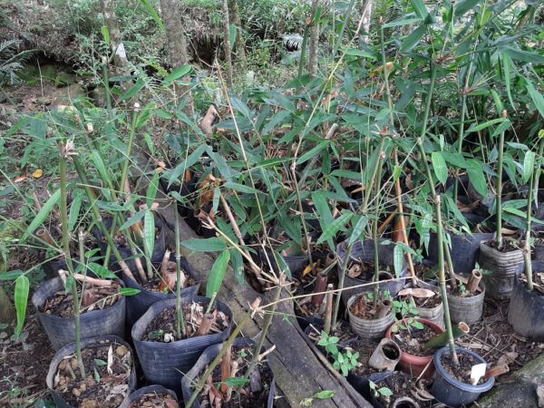Dendrocalamus longispathus / Bambusa longispatha - Long-sheath Bamboo - Image 6