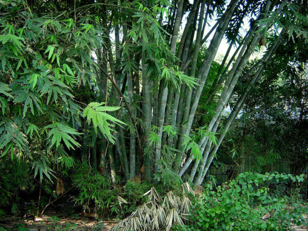 Dendrocalamus strictus - Male Bamboo, Iron Bamboo, Giant Calcutta Bamboo - Image 2