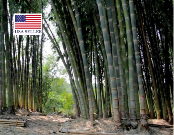 Dendrocalamus strictus - Male Bamboo, Iron Bamboo, Giant Calcutta Bamboo - Image 3
