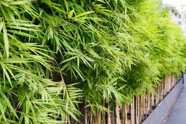 Dendrocalamus strictus - Male Bamboo, Iron Bamboo, Giant Calcutta Bamboo
