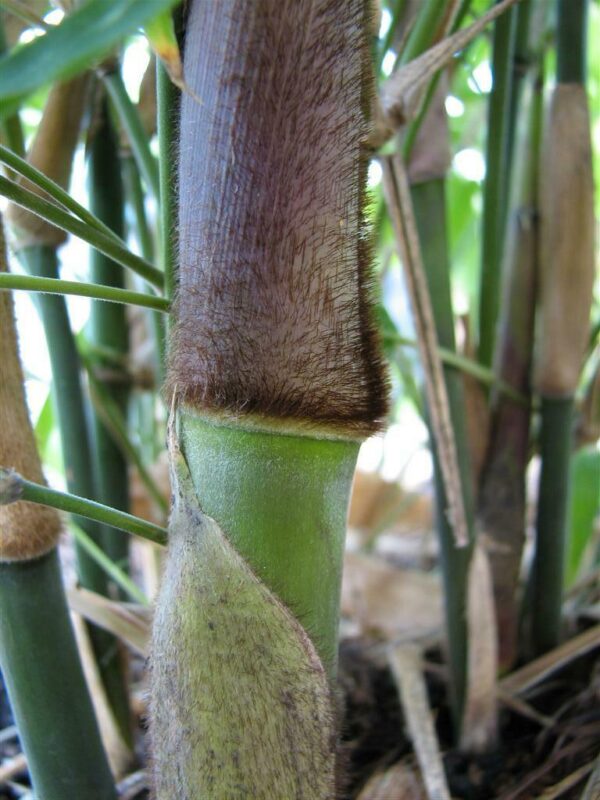Dendrocalamus strictus - Male Bamboo, Iron Bamboo, Giant Calcutta Bamboo - Image 10