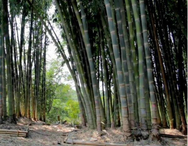Dendrocalamus strictus - Male Bamboo, Iron Bamboo, Giant Calcutta Bamboo - Image 12