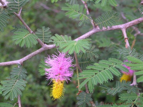 Dichrostachys cinerea - kalahari christmas tree, chinese lantern tree - Image 2