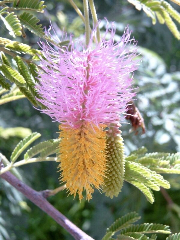 Dichrostachys cinerea - kalahari christmas tree, chinese lantern tree - Image 4