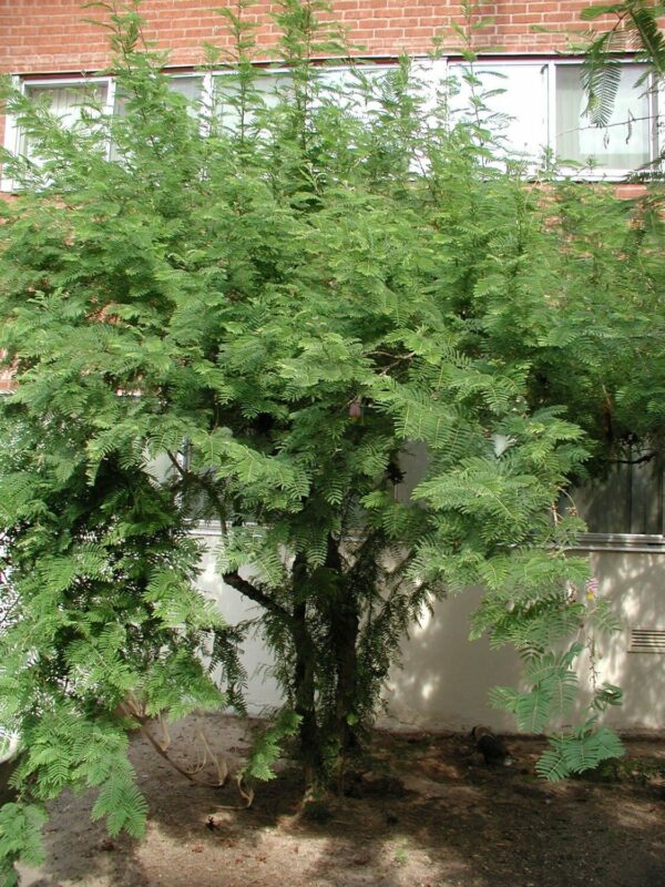Dichrostachys cinerea - kalahari christmas tree, chinese lantern tree - Image 5
