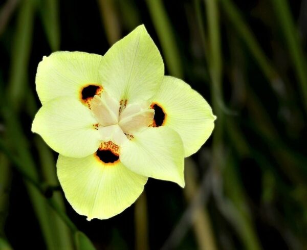 Dietes bicolor - African Iris, Fortnight Lily