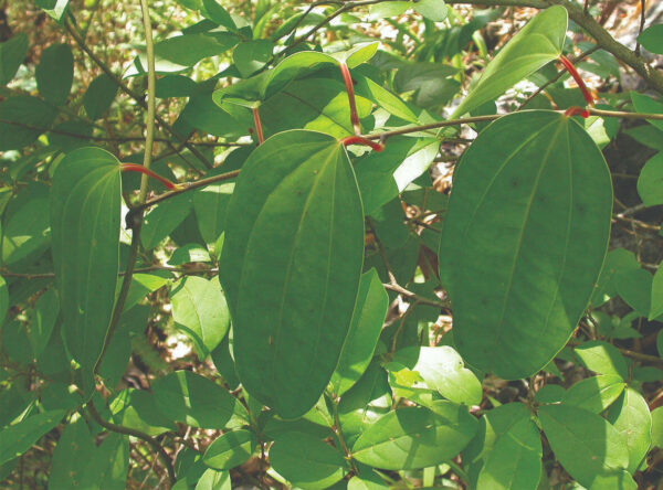 Dioscorea hamiltonii / Dioscorea persimilis / Dioscorea raishaensis - Moodavenni, Sandikilangu, Thalikkizhangu, Venni - Image 6