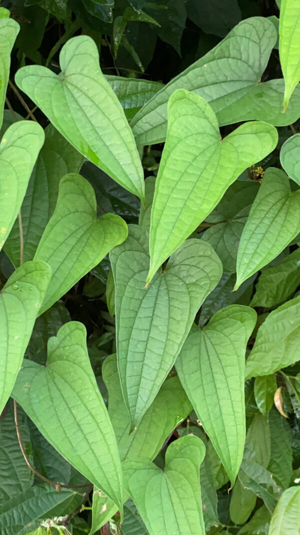 Dioscorea hamiltonii / Dioscorea persimilis / Dioscorea raishaensis - Moodavenni, Sandikilangu, Thalikkizhangu, Venni - Image 7