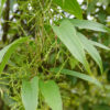 Dioscorea oppositifolia / Dioscorea opposita - Indian Yam, Chinese Yam - Image 2